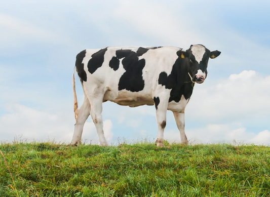 Dairy Products: A Nutritional Powerhouse for Healthy Living