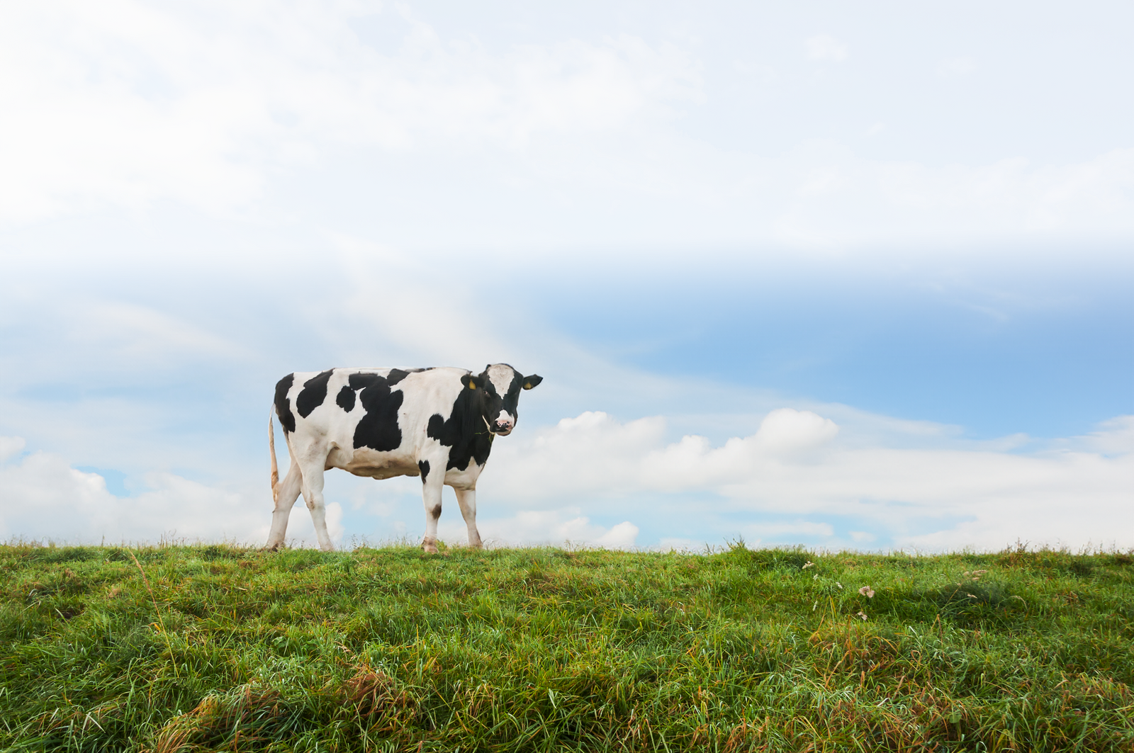 European dairy cow representing Laqtia clean-label milk powders